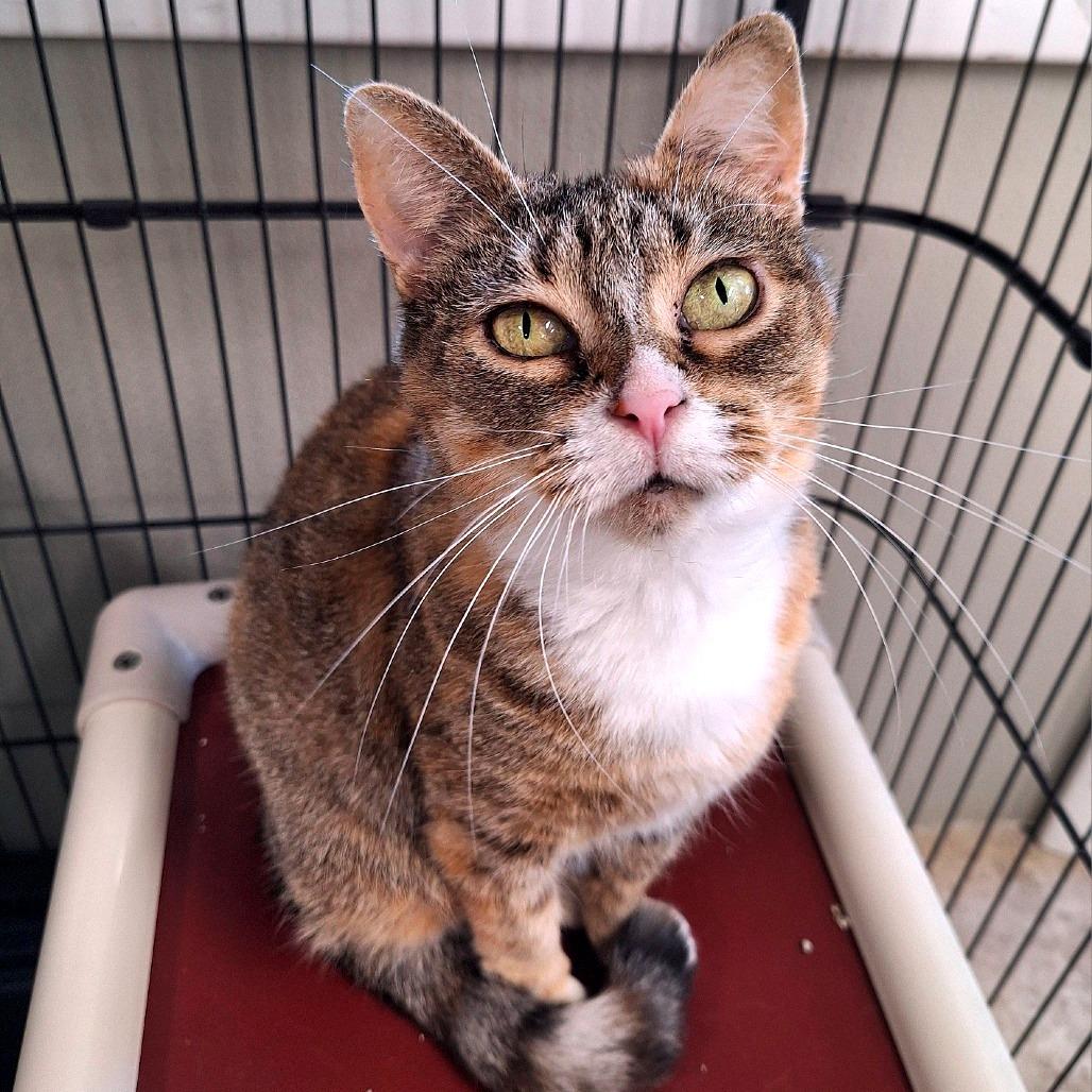 Salsa, a Adoptable Domestic Short Hair in Attica, NY image 3/6