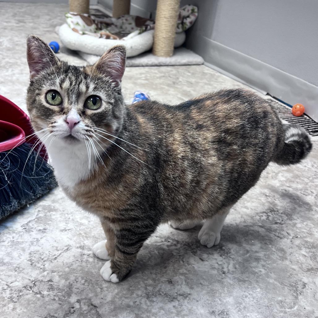 Salsa, a Adoptable Domestic Short Hair in Attica, NY image 4/6