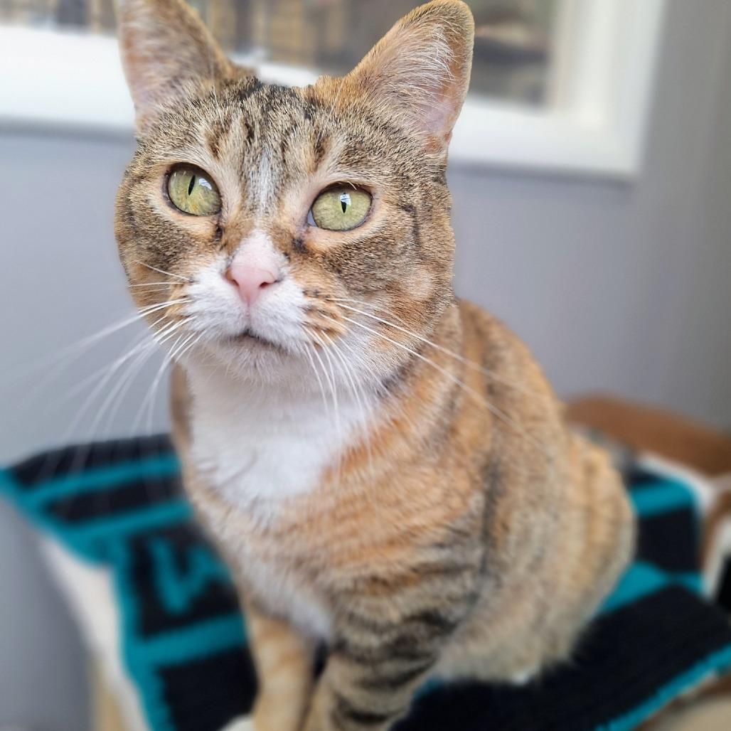 Salsa, a Adoptable Domestic Short Hair in Attica, NY image 6/6