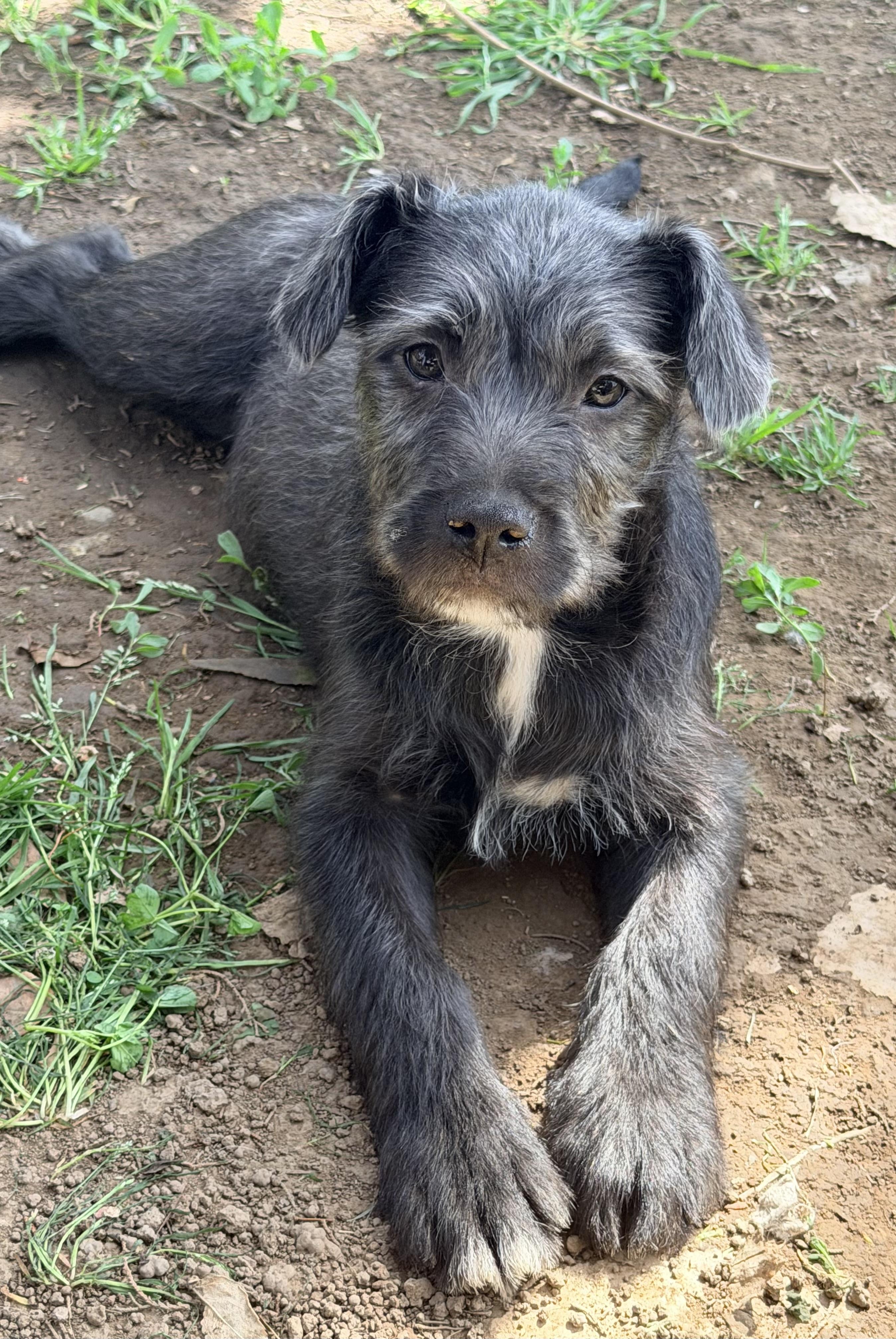 Enlarge Baily, an adopted mixed breed in Yuba City, CA image 6/6