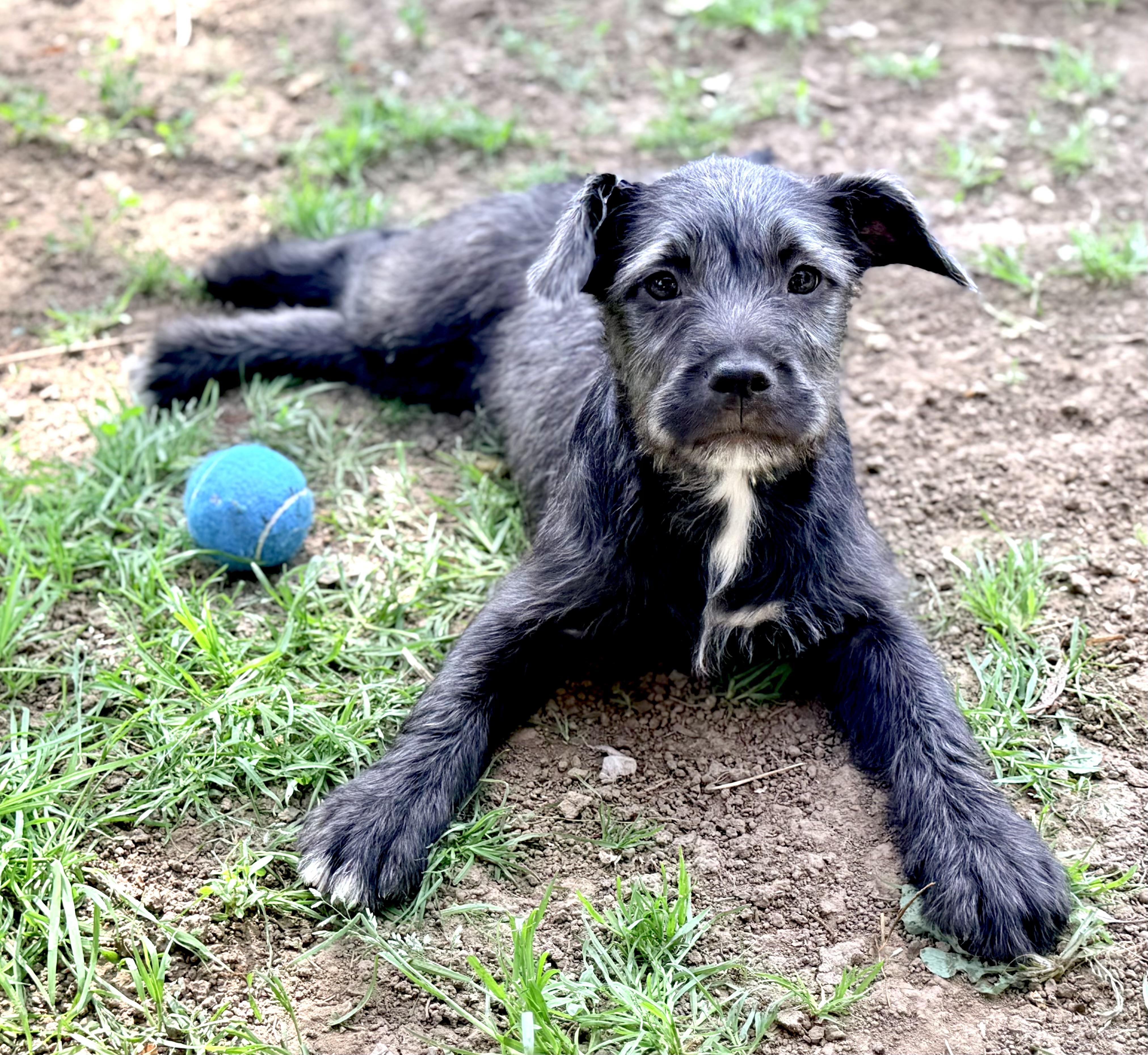 Enlarge Baily, an adopted mixed breed in Yuba City, CA image 1/6