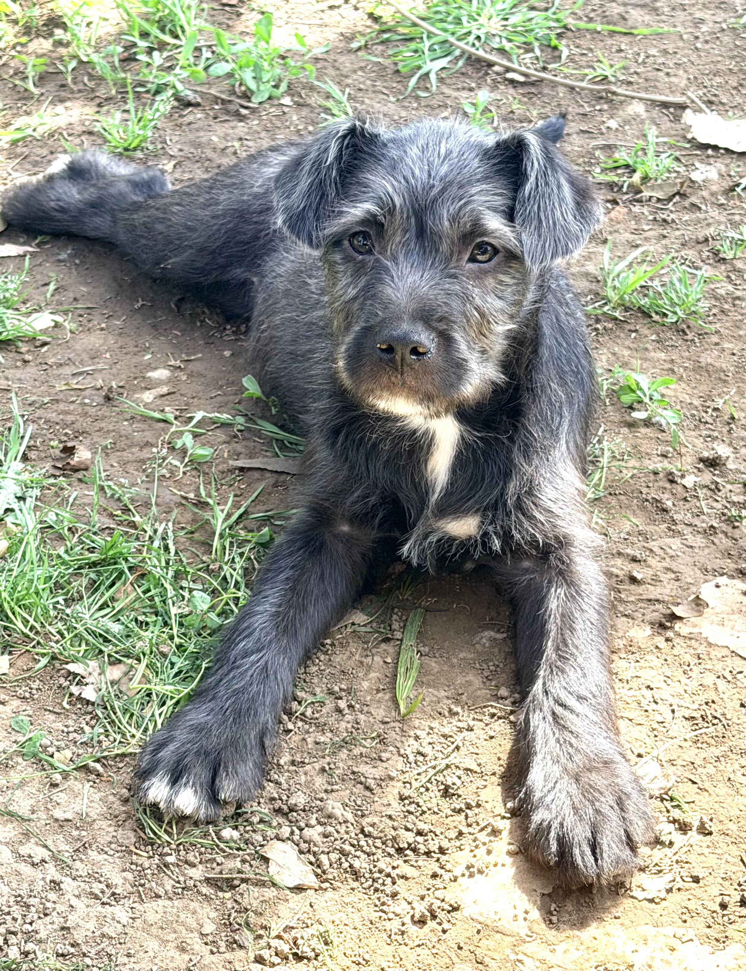 Enlarge Baily, an adopted mixed breed in Yuba City, CA image 2/6