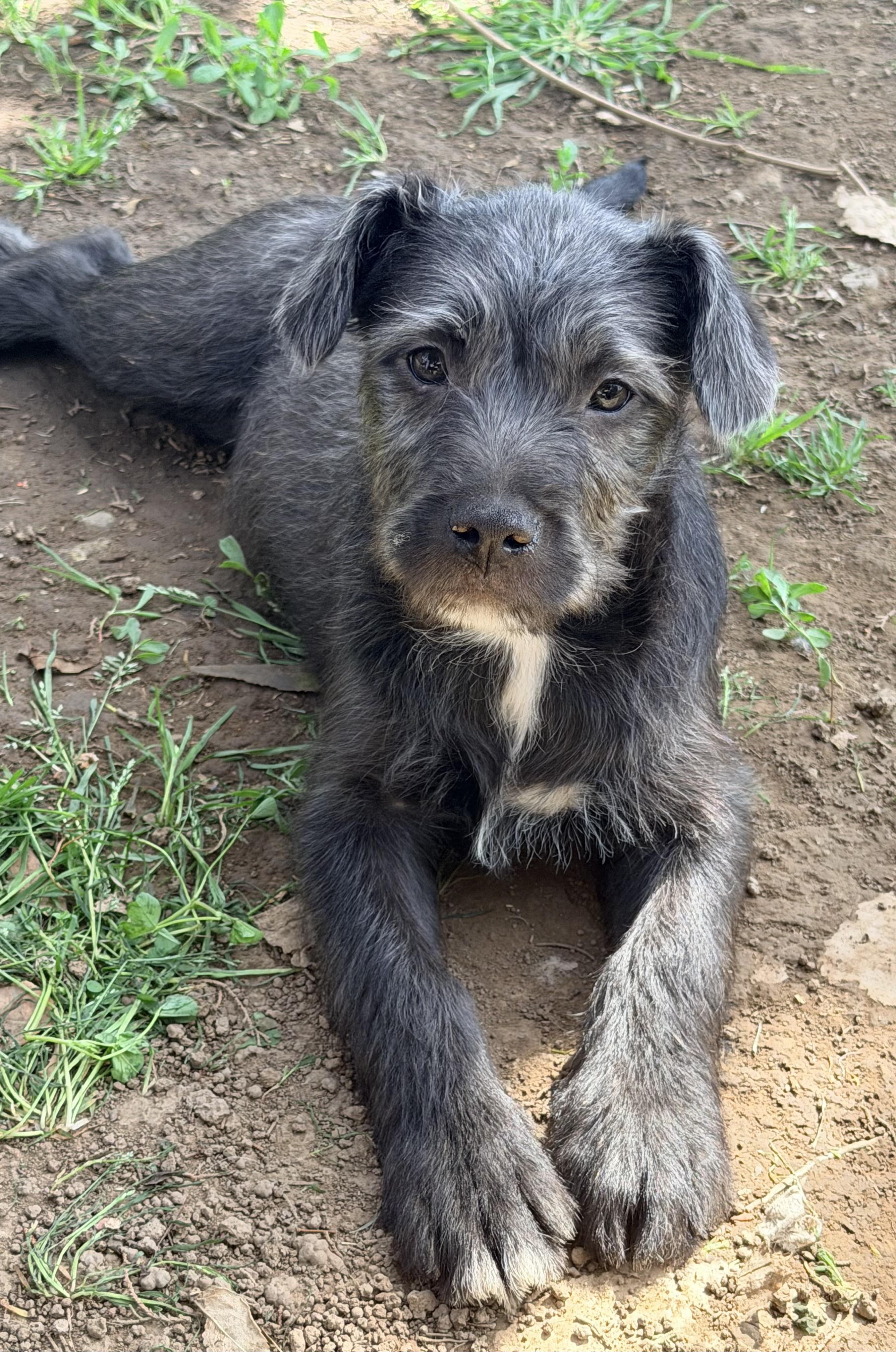 Enlarge Baily, an adopted mixed breed in Yuba City, CA image 5/6