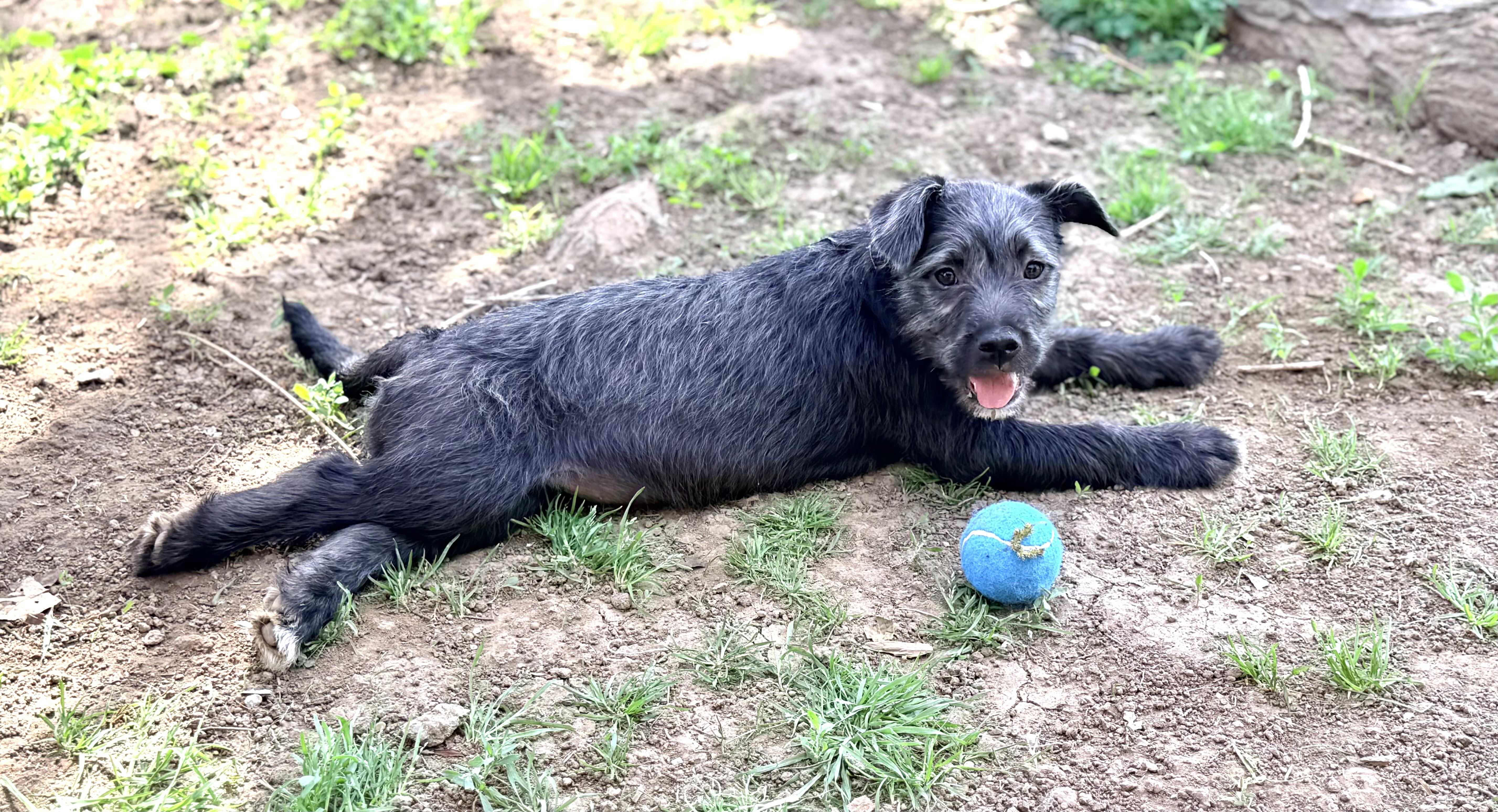 Enlarge Baily, an adopted mixed breed in Yuba City, CA image 4/6