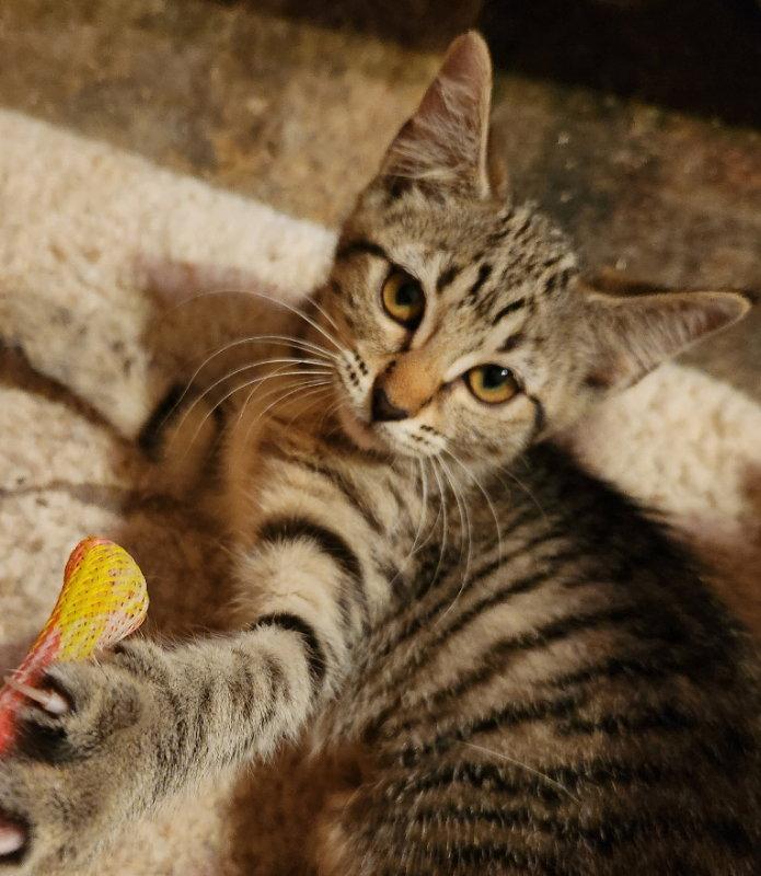 Enlarge Signet, a Adopted Tabby in Pineville, LA image 1/3