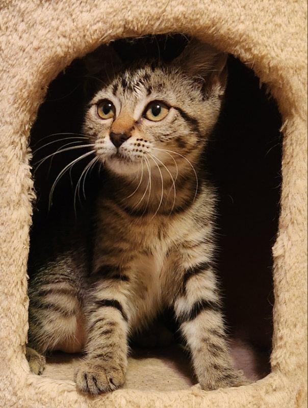 Enlarge Signet, a Adopted Tabby in Pineville, LA image 2/3