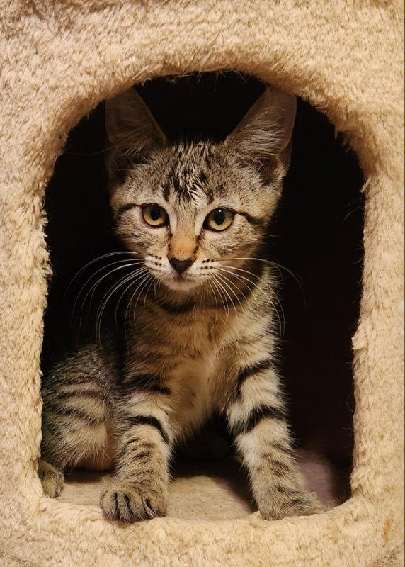 Enlarge Signet, a Adopted Tabby in Pineville, LA image 3/3