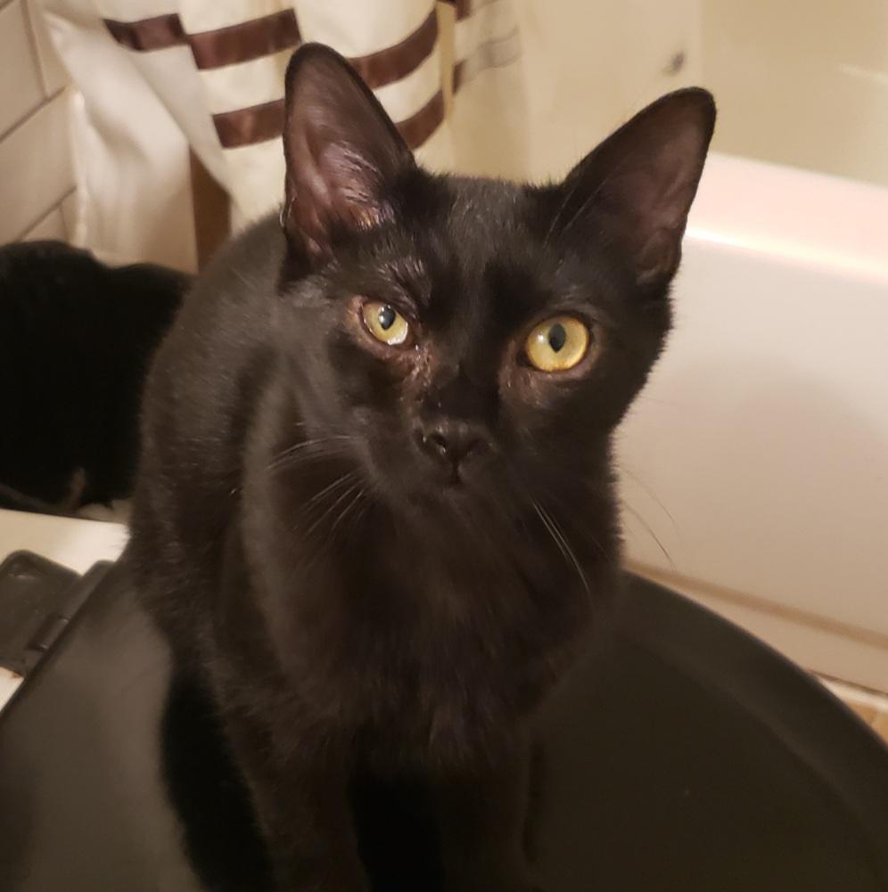 Enlarge Raymond, a ADOPTABLE Domestic Short Hair in Beacon, NY image 5/6