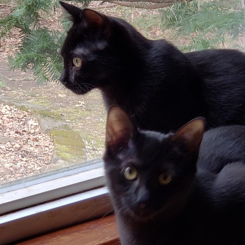 Enlarge Raymond, a ADOPTABLE Domestic Short Hair in Beacon, NY image 2/6