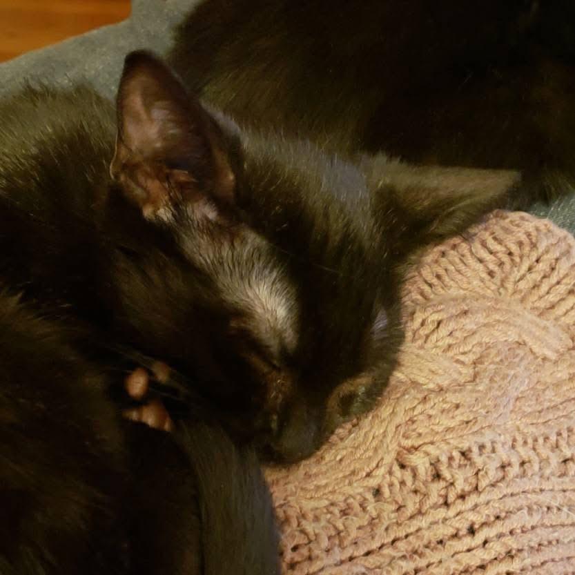 Enlarge Raymond, a ADOPTABLE Domestic Short Hair in Beacon, NY image 4/6