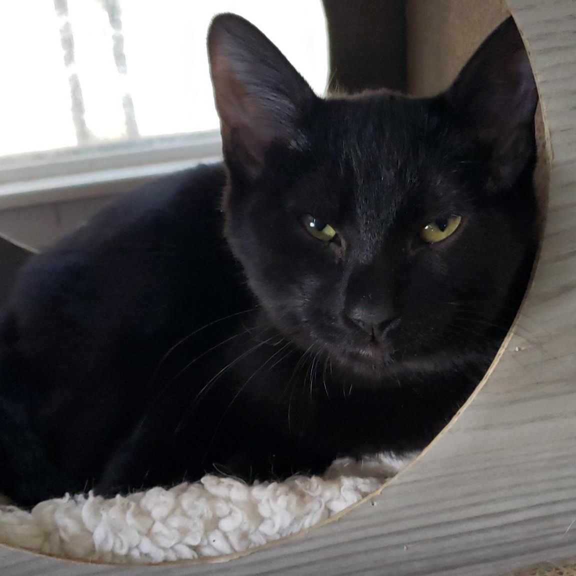 Enlarge Raymond, a ADOPTABLE Domestic Short Hair in Beacon, NY image 3/6