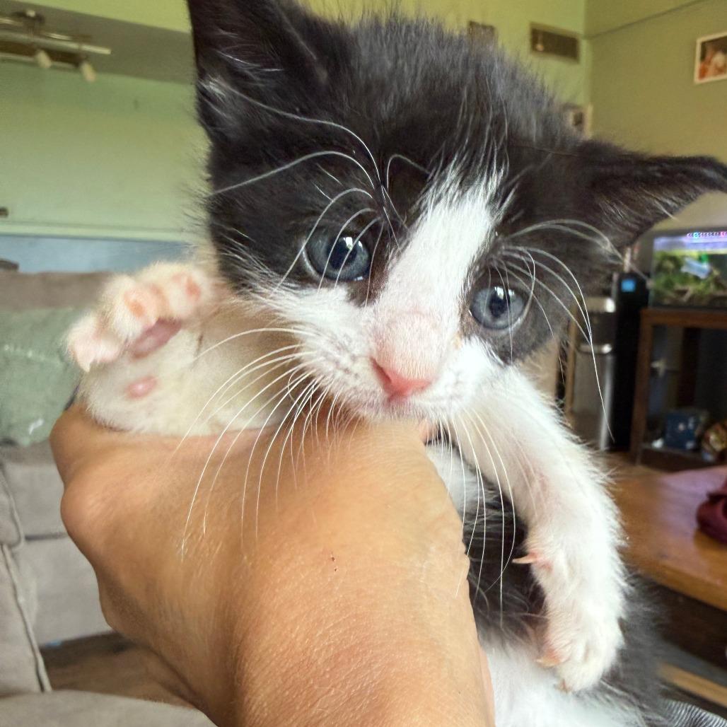 Enlarge Skunk Ape, a Adoptable Domestic Short Hair in Morrisville, VT image 1/5