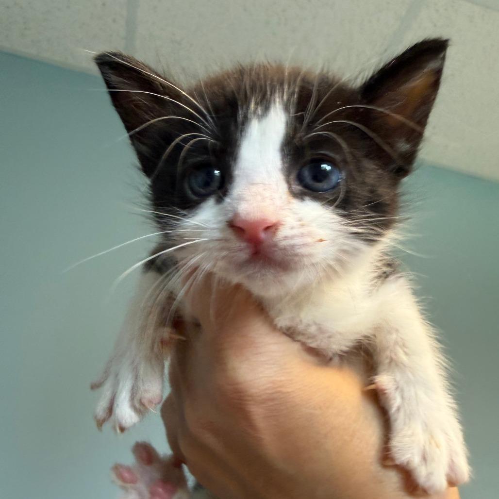 Enlarge Skunk Ape, a Adoptable Domestic Short Hair in Morrisville, VT image 2/5