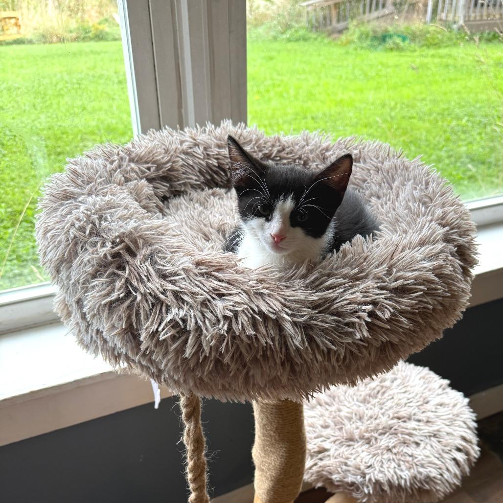 Enlarge Skunk Ape, a Adoptable Domestic Short Hair in Morrisville, VT image 3/5