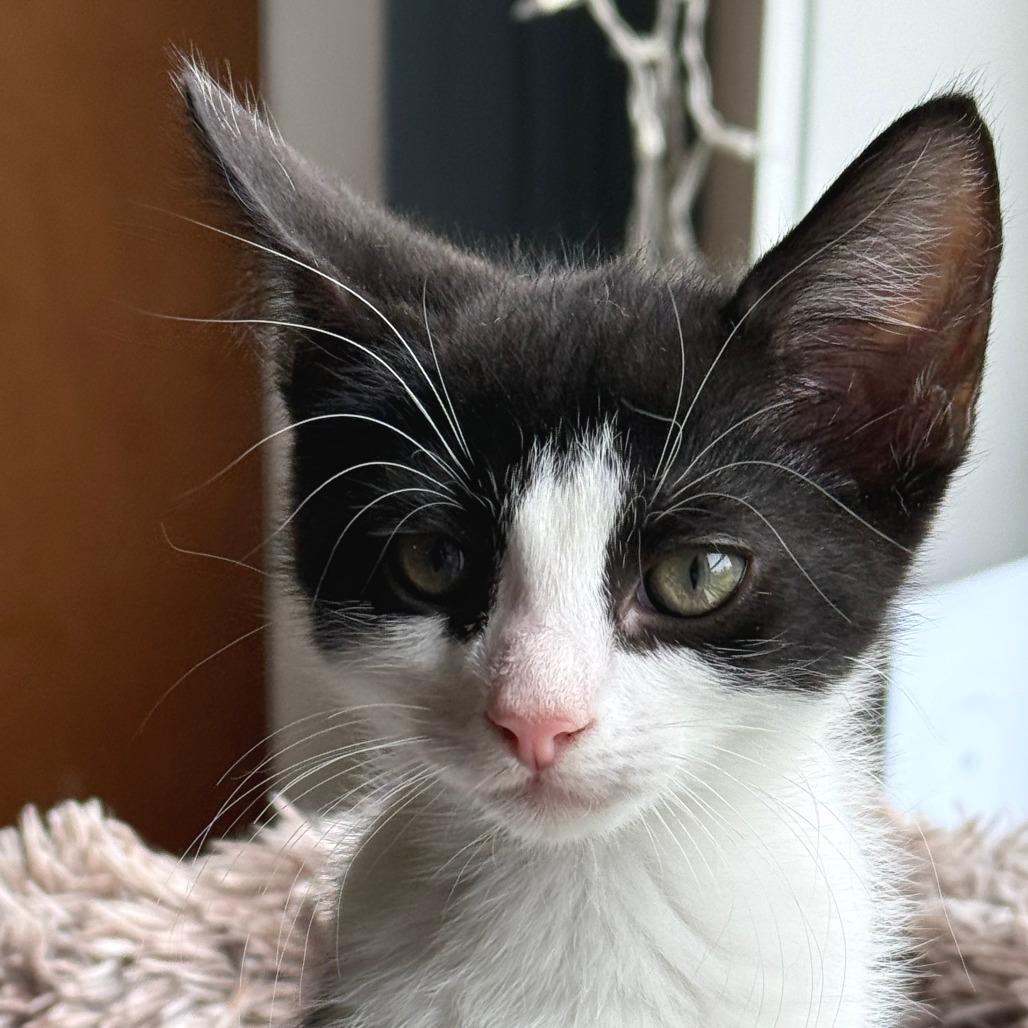 Enlarge Skunk Ape, a Adoptable Domestic Short Hair in Morrisville, VT image 4/5