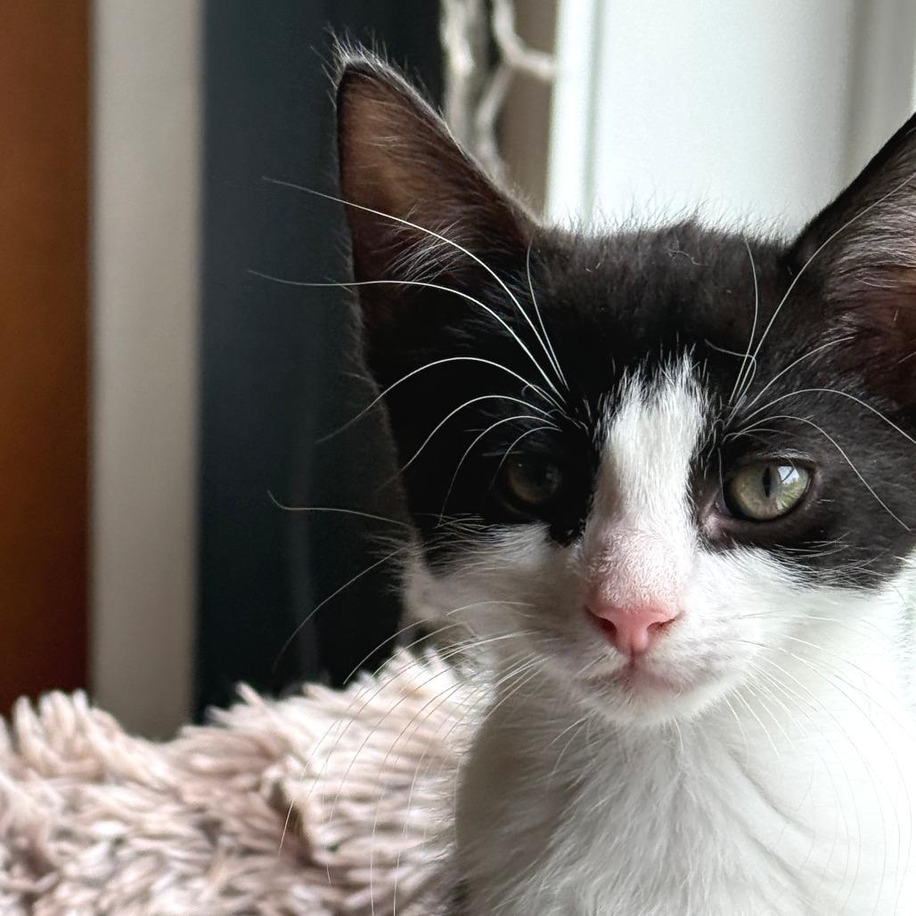 Enlarge Skunk Ape, a Adoptable Domestic Short Hair in Morrisville, VT image 5/5