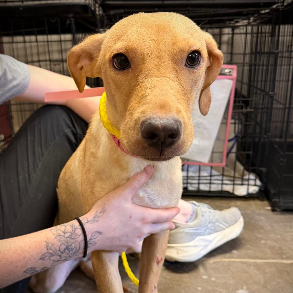 Winnie, Adoptable, Young Female Mixed Breed.