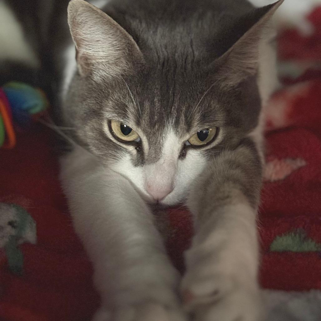 Serafina — thumbnail 2