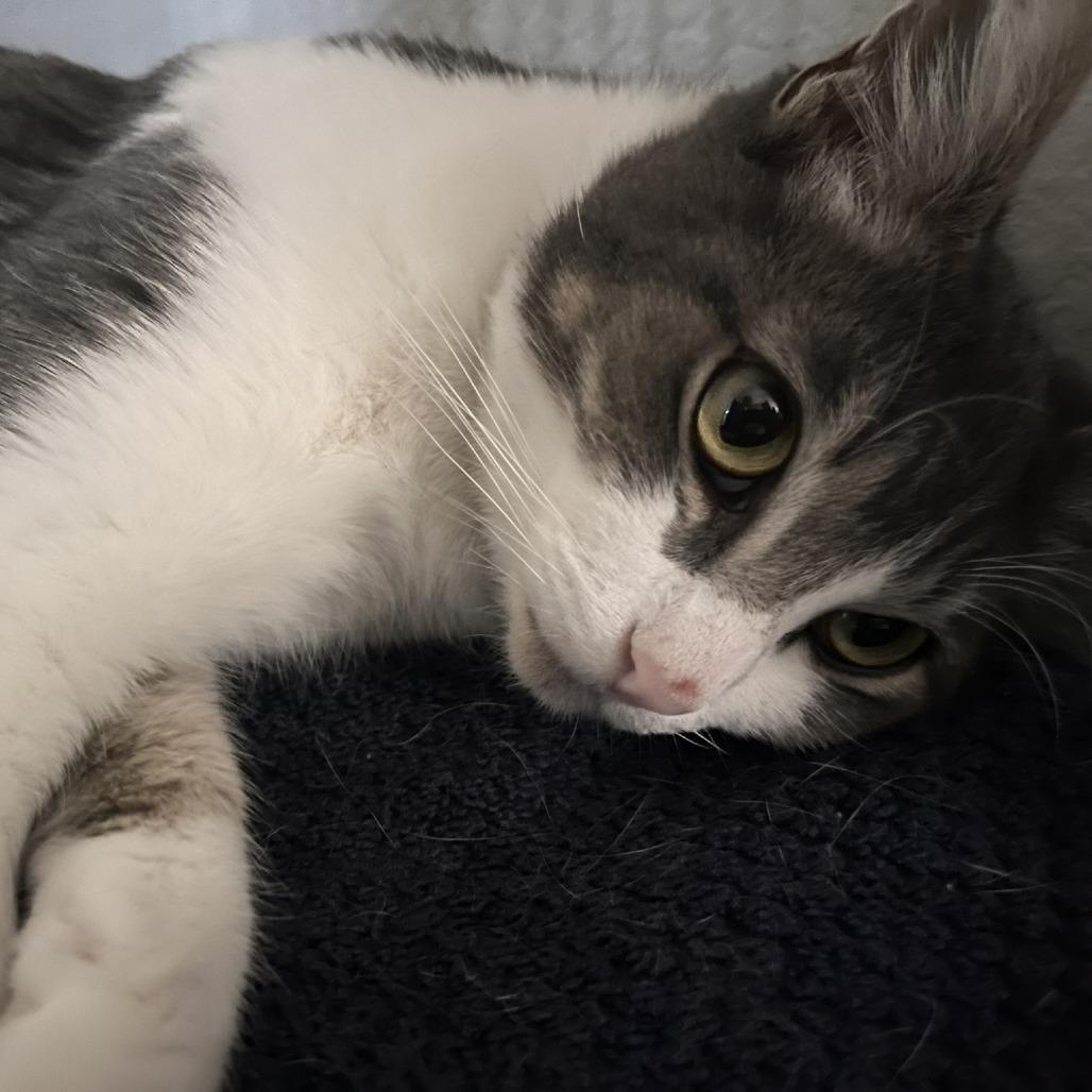 Serafina — thumbnail 3