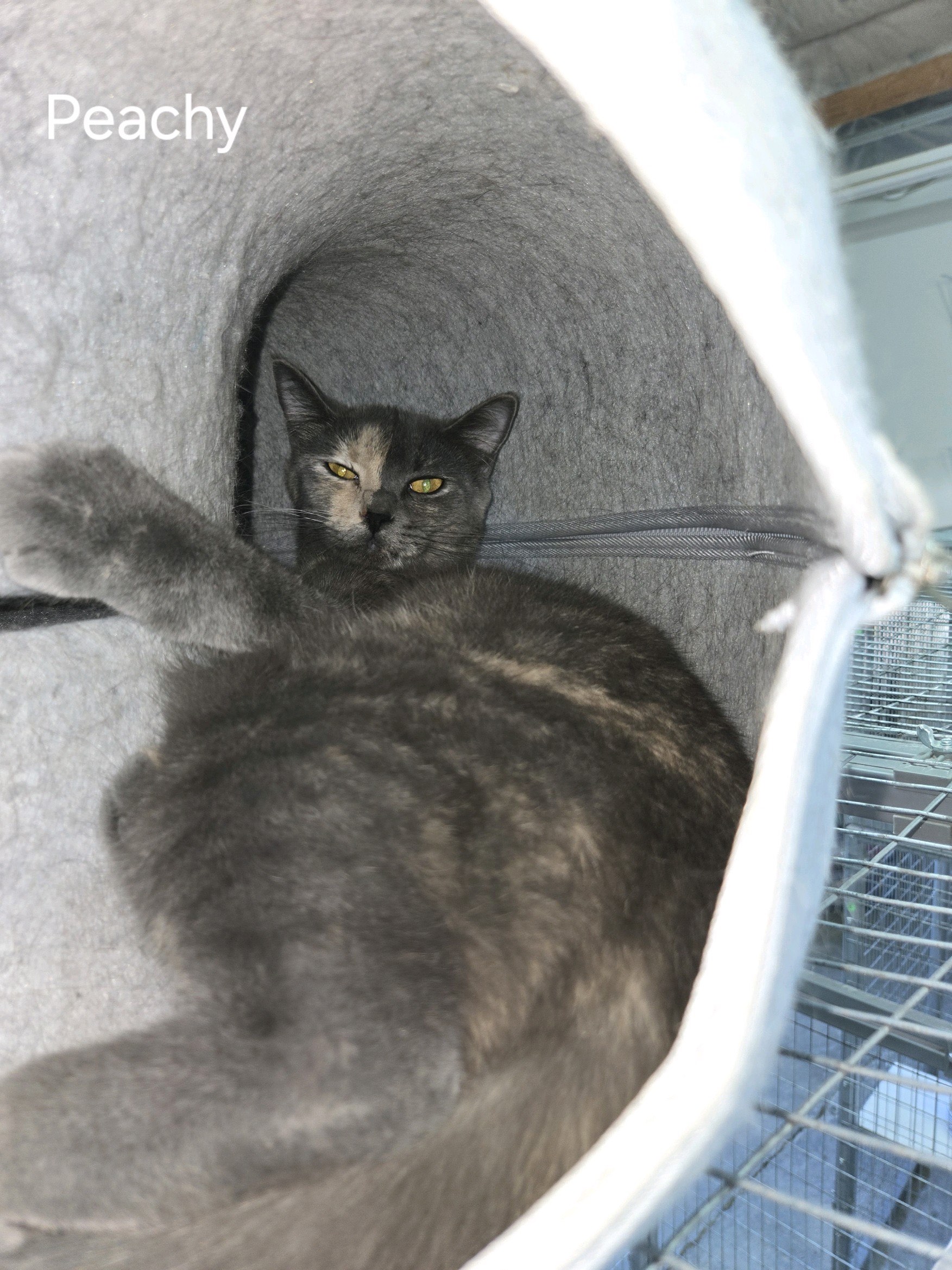Enlarge Peachy, a Adoptable Domestic Short Hair in Blackfoot, ID image 1/1