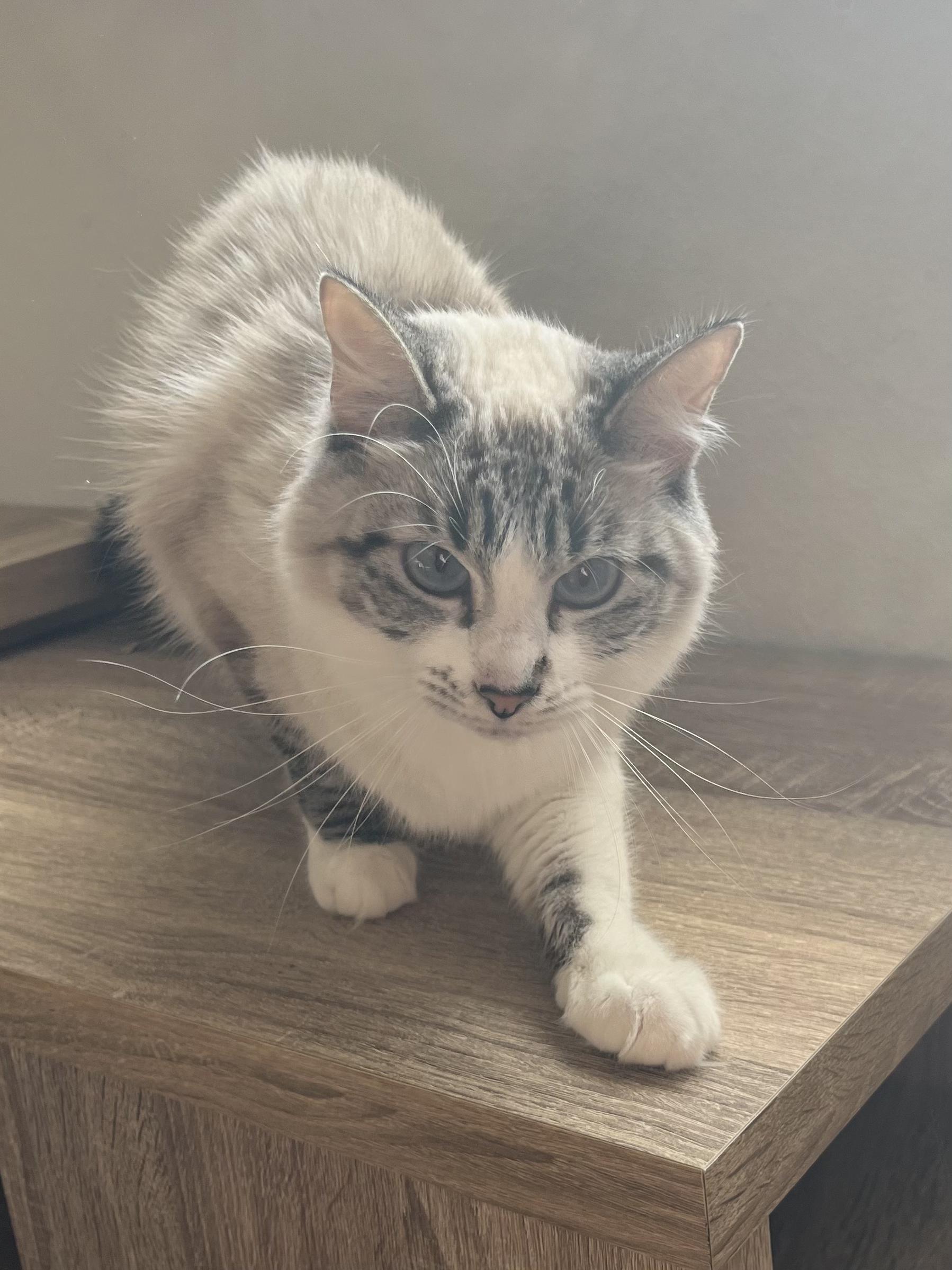 Poli'ahu, an adoptable Domestic Short Hair, Siamese in Albuquerque, NM, 87199 | Photo Image 3