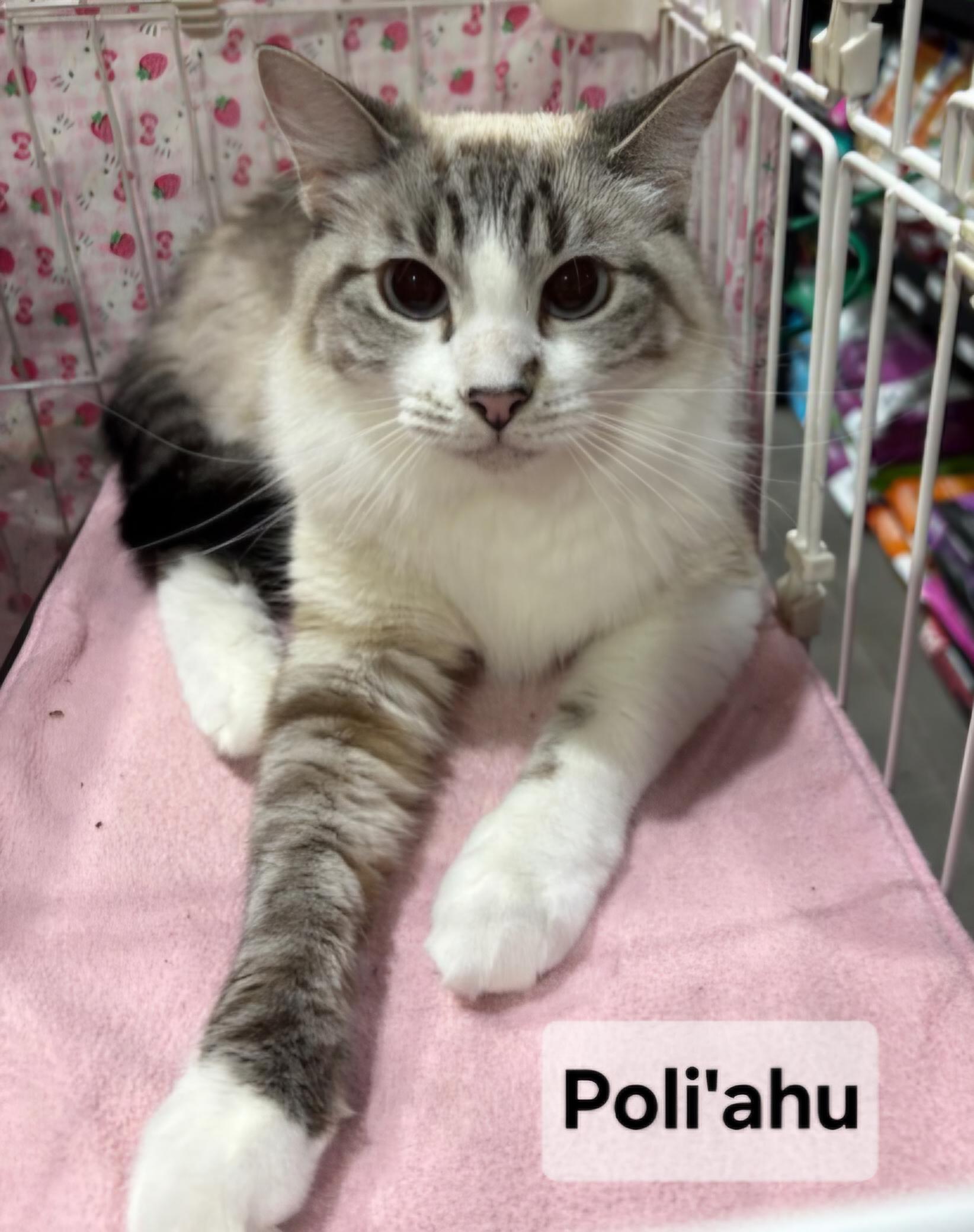 Poli'ahu, an adoptable Domestic Short Hair, Siamese in Albuquerque, NM, 87199 | Photo Image 4