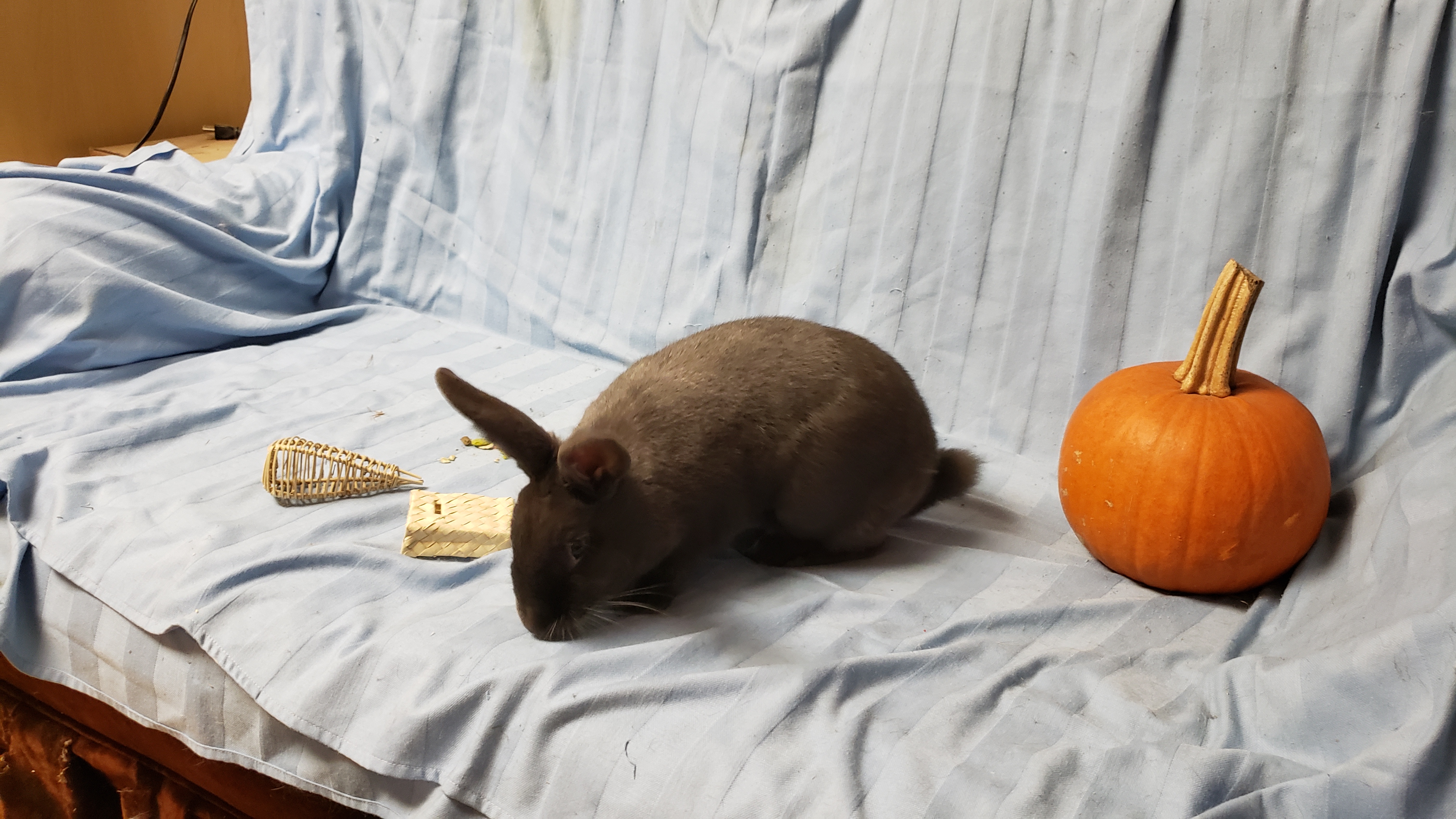 Rabbit for adoption Cashmere (South Surrey), a Bunny Rabbit Mix in