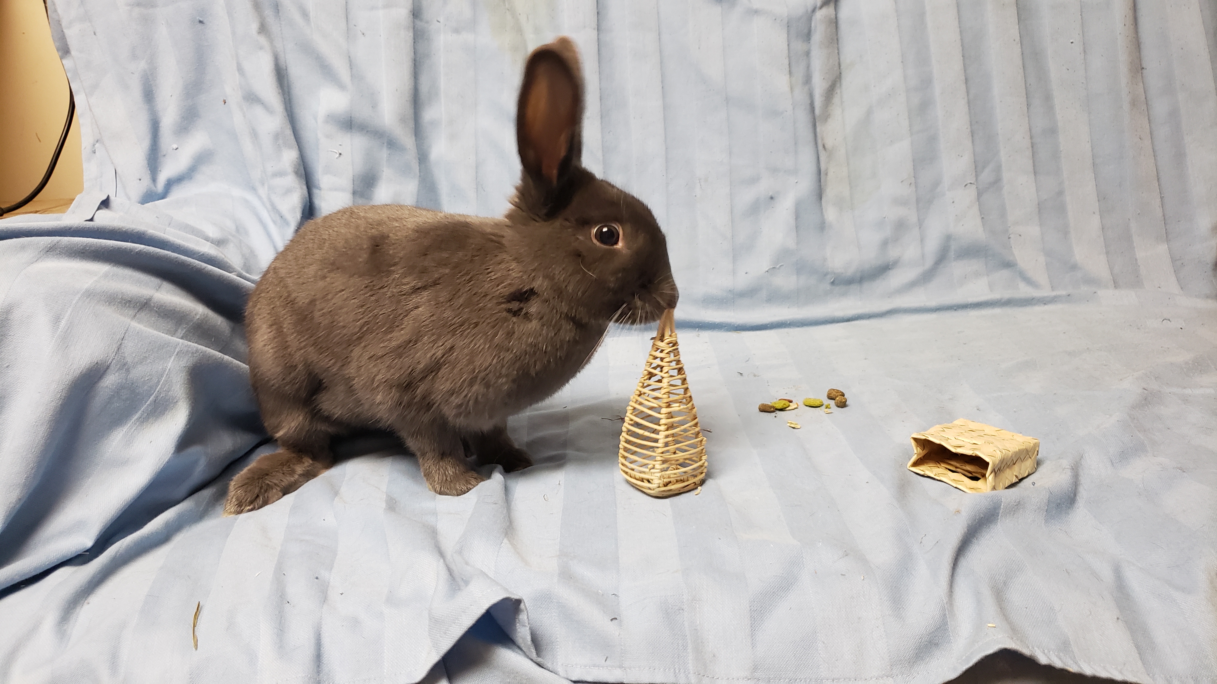 Rabbit for adoption Cashmere (South Surrey), a Bunny Rabbit Mix in