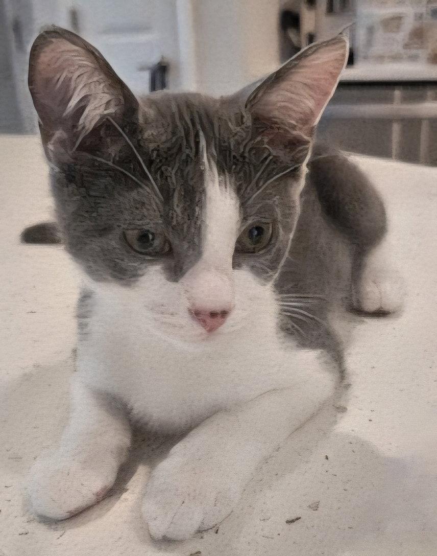 Enlarge KITTEN JAZZY BOY, a Adopted Domestic Short Hair in Franklin, TN image 1/3