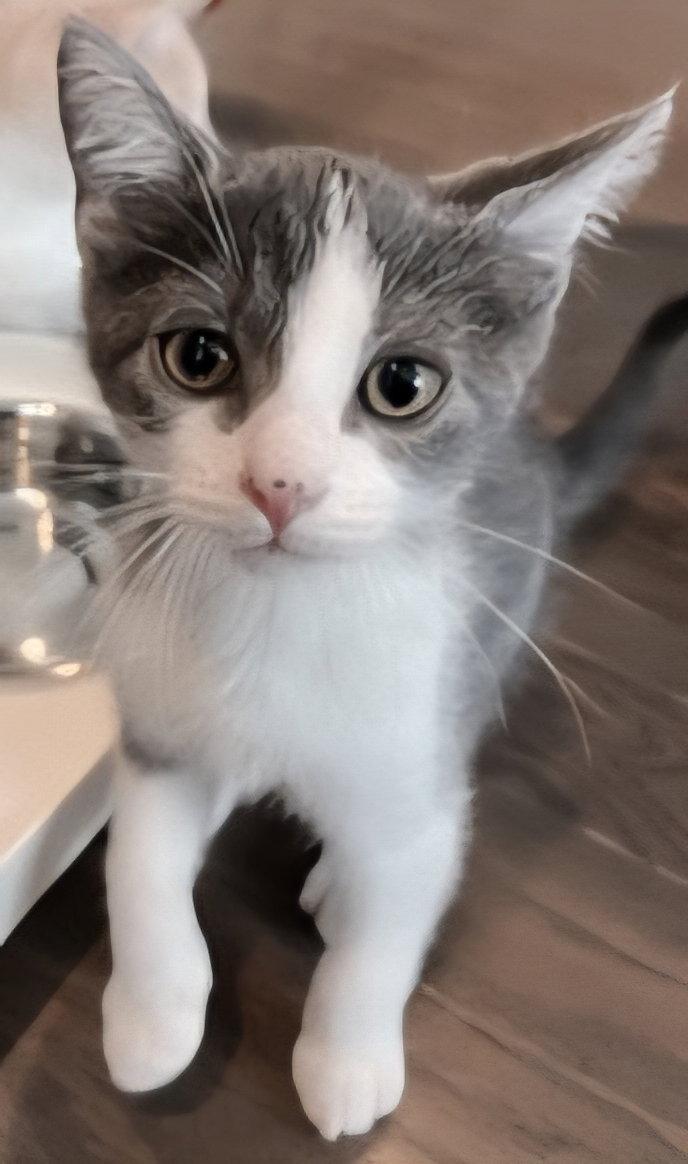 Enlarge KITTEN JAZZY BOY, a Adopted Domestic Short Hair in Franklin, TN image 2/3