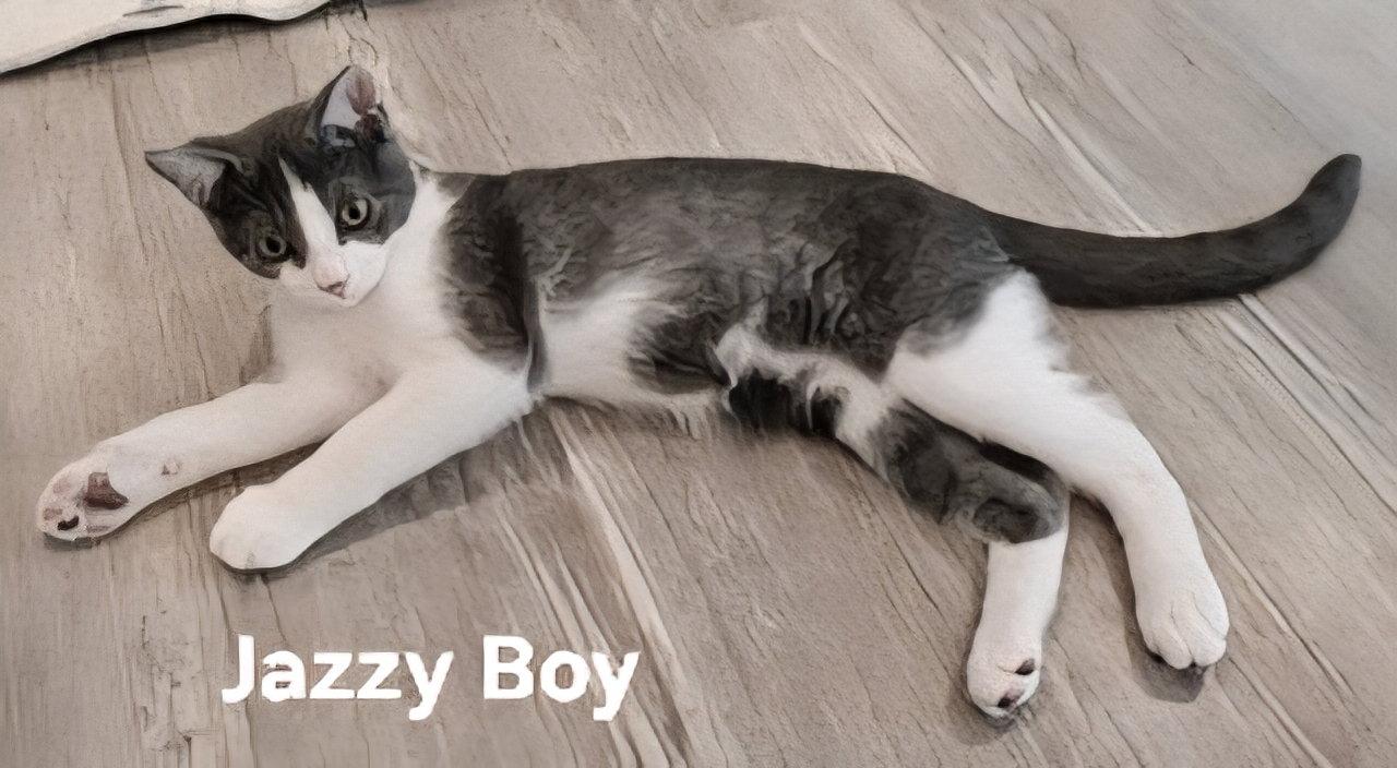 Enlarge KITTEN JAZZY BOY, a Adopted Domestic Short Hair in Franklin, TN image 3/3