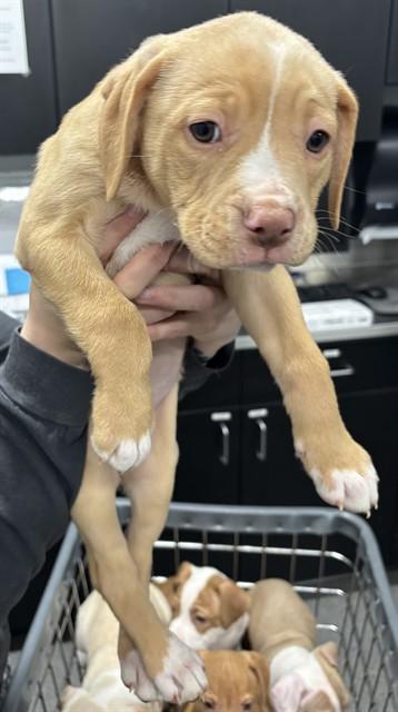 PRINCESS, Adoptable, Puppy Female Pit Bull Terrier.