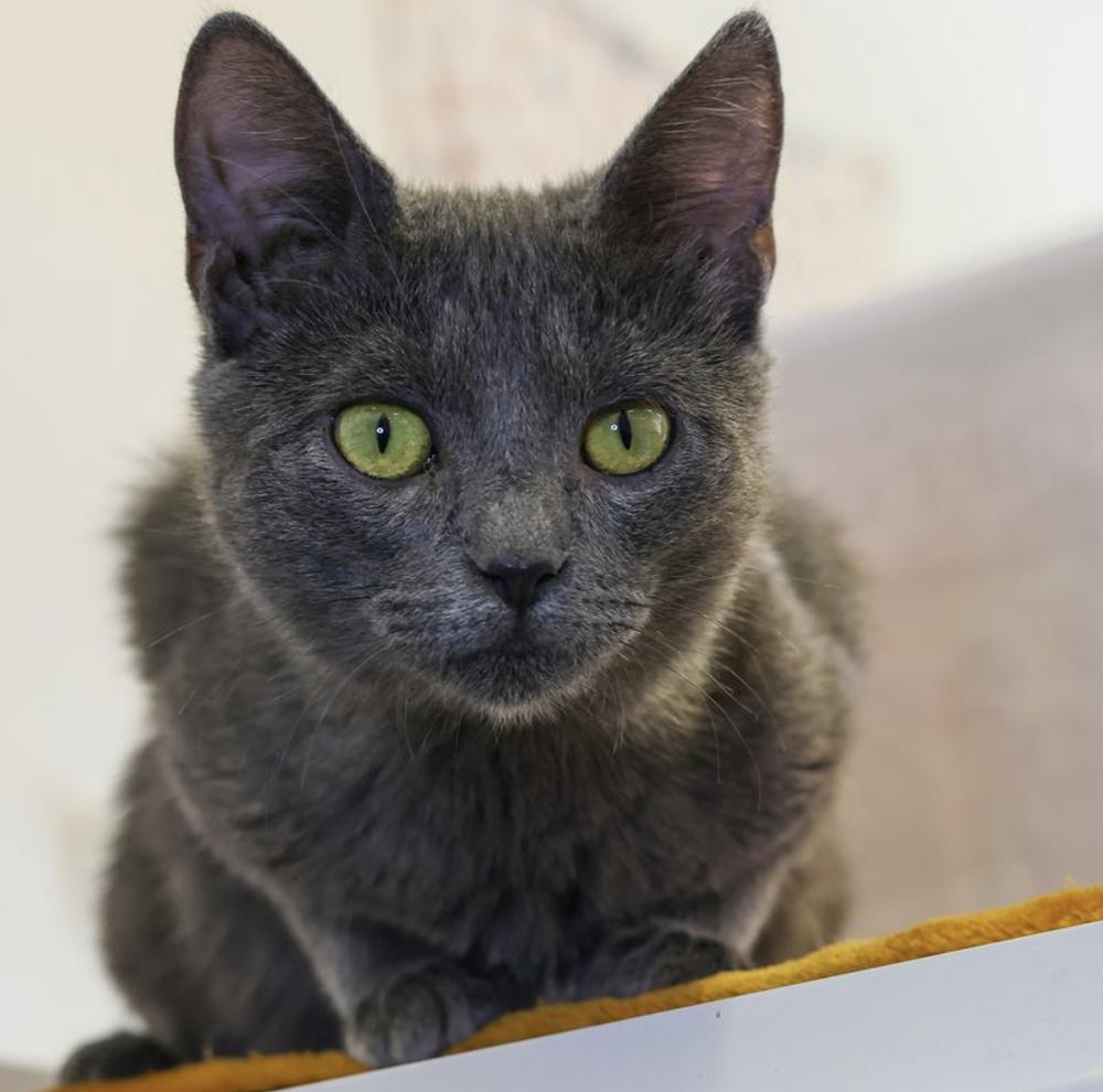 **Cat Cafe** Patty, a Adoptable Domestic Short Hair in Topeka, KS image 4/4