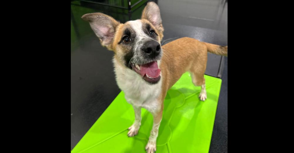 Enlarge Kokoro, a Adoptable mixed breed in Oswego, IL image 4/6