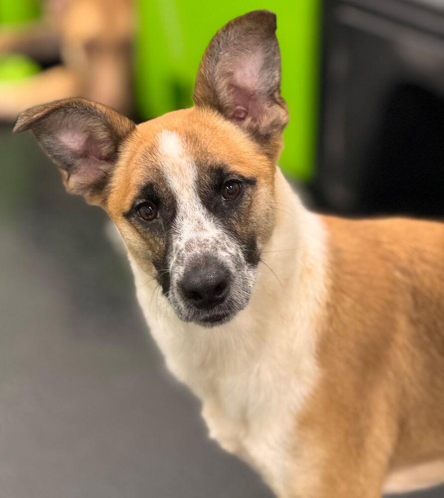 Enlarge Kokoro, a Adoptable mixed breed in Oswego, IL image 1/6