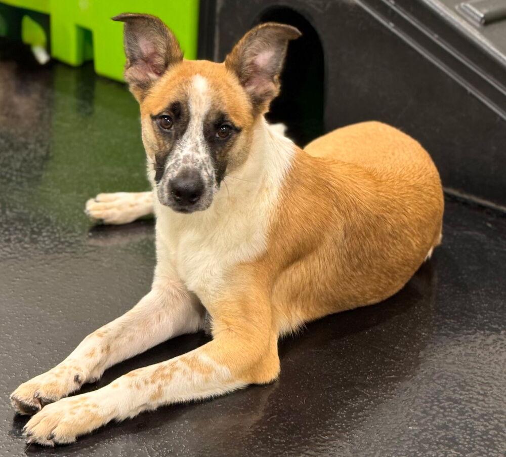 Enlarge Kokoro, a Adoptable mixed breed in Oswego, IL image 2/6