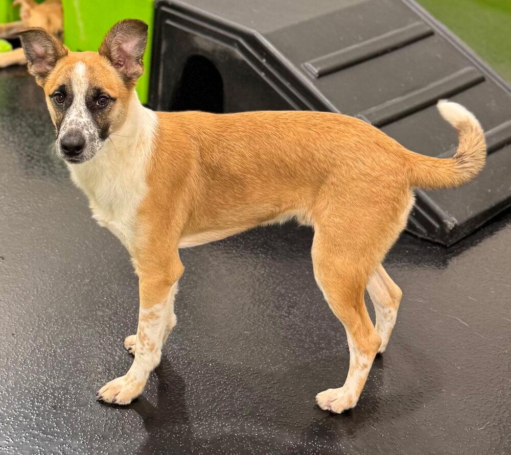 Enlarge Kokoro, a Adoptable mixed breed in Oswego, IL image 3/6