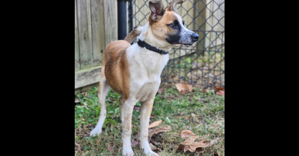 Enlarge Kokoro, a Adoptable mixed breed in Oswego, IL image 6/6
