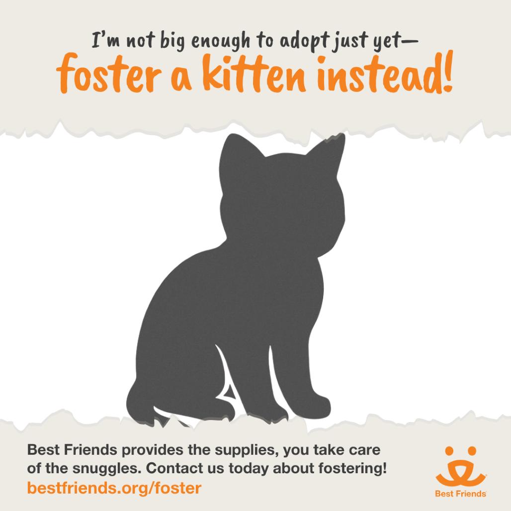 Liverpool, Adoptable, Kitten Male Domestic Short Hair.