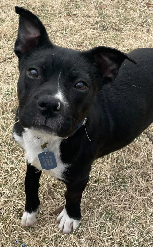 Jelly Bean, Adoptable, Puppy Female Terrier & Mixed Breed.