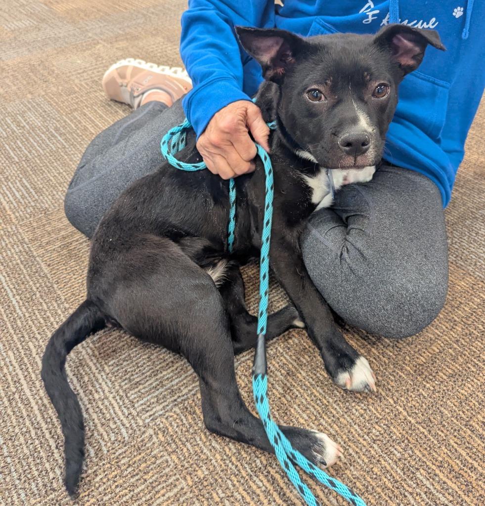 Enlarge Jelly Bean, a Adoptable mixed breed in Indianola, IA image 2/3