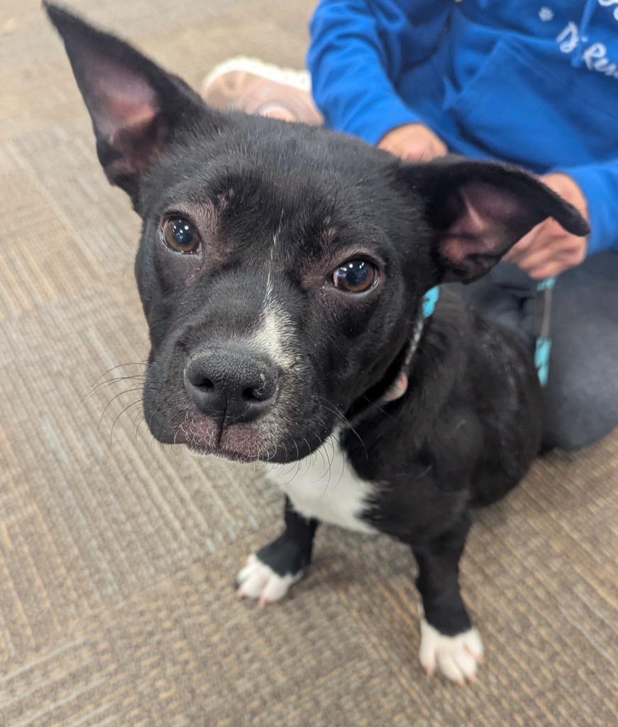 Enlarge Jelly Bean, a Adoptable mixed breed in Indianola, IA image 3/3