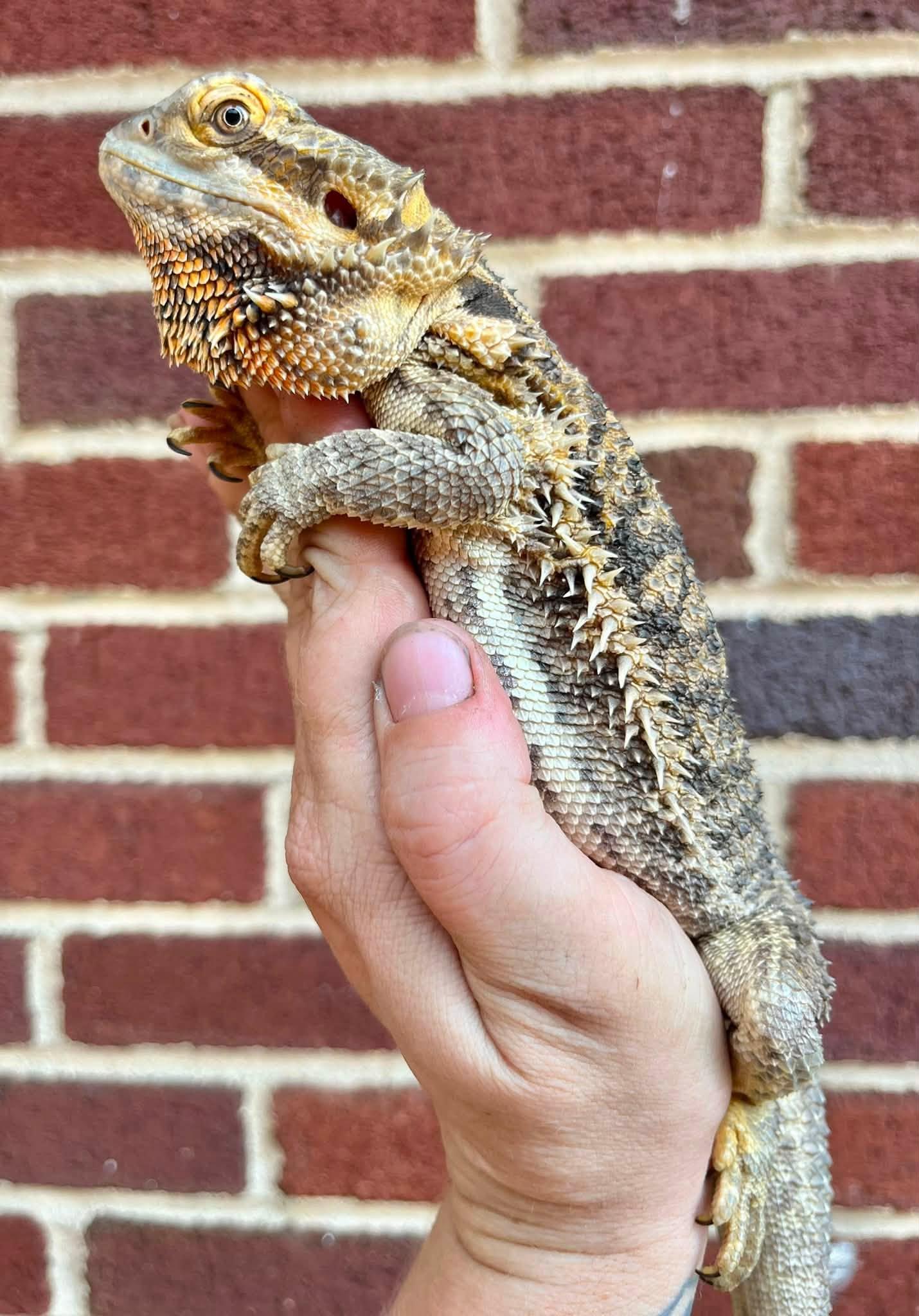 Enlarge Freddie, a Adoptable Bearded Dragon in Palmerton, PA image 3/4