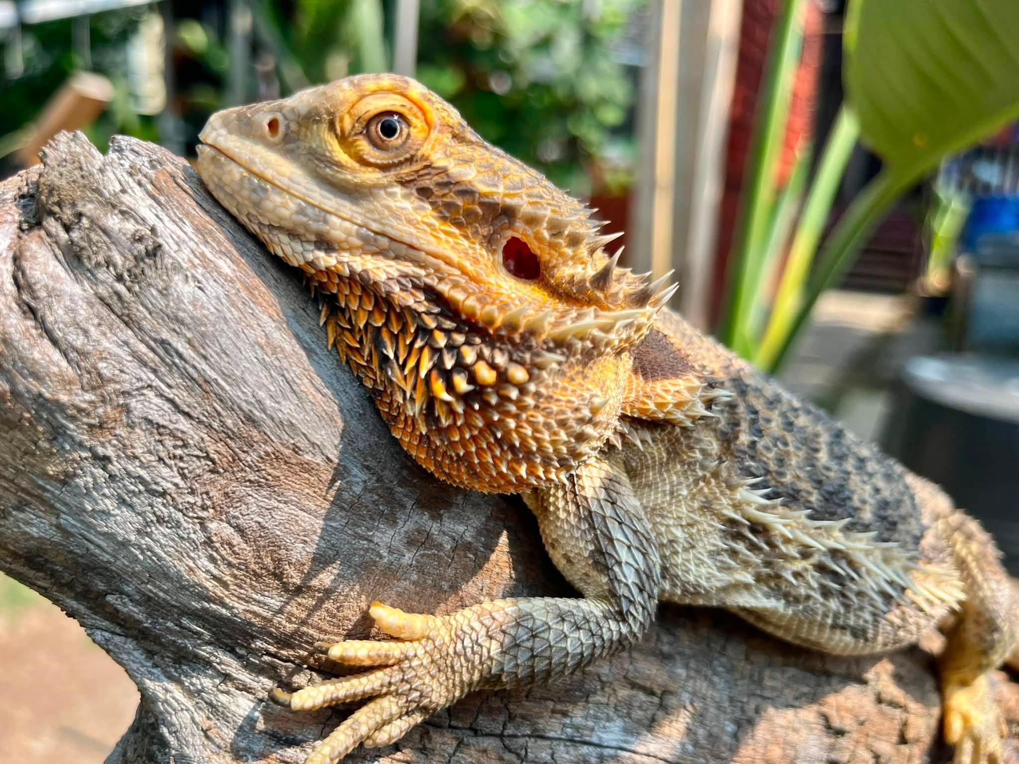 Freddie, Adoptable, Adult Female Bearded Dragon.