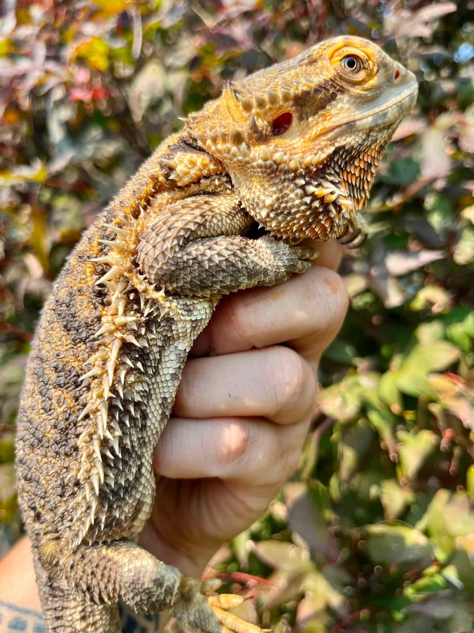 Enlarge Freddie, a Adoptable Bearded Dragon in Palmerton, PA image 4/4