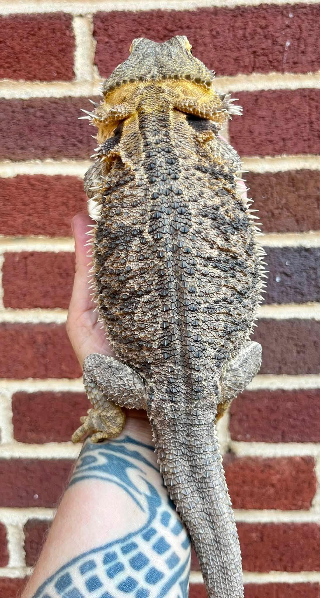 Enlarge Freddie, a Adoptable Bearded Dragon in Palmerton, PA image 2/4