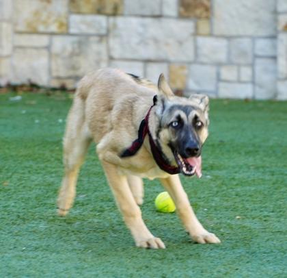 Enlarge Chakra, a Adoptable mixed breed in North Richland Hills, TX image 1/3