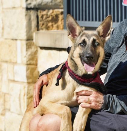 Enlarge Chakra, a Adoptable mixed breed in North Richland Hills, TX image 2/3