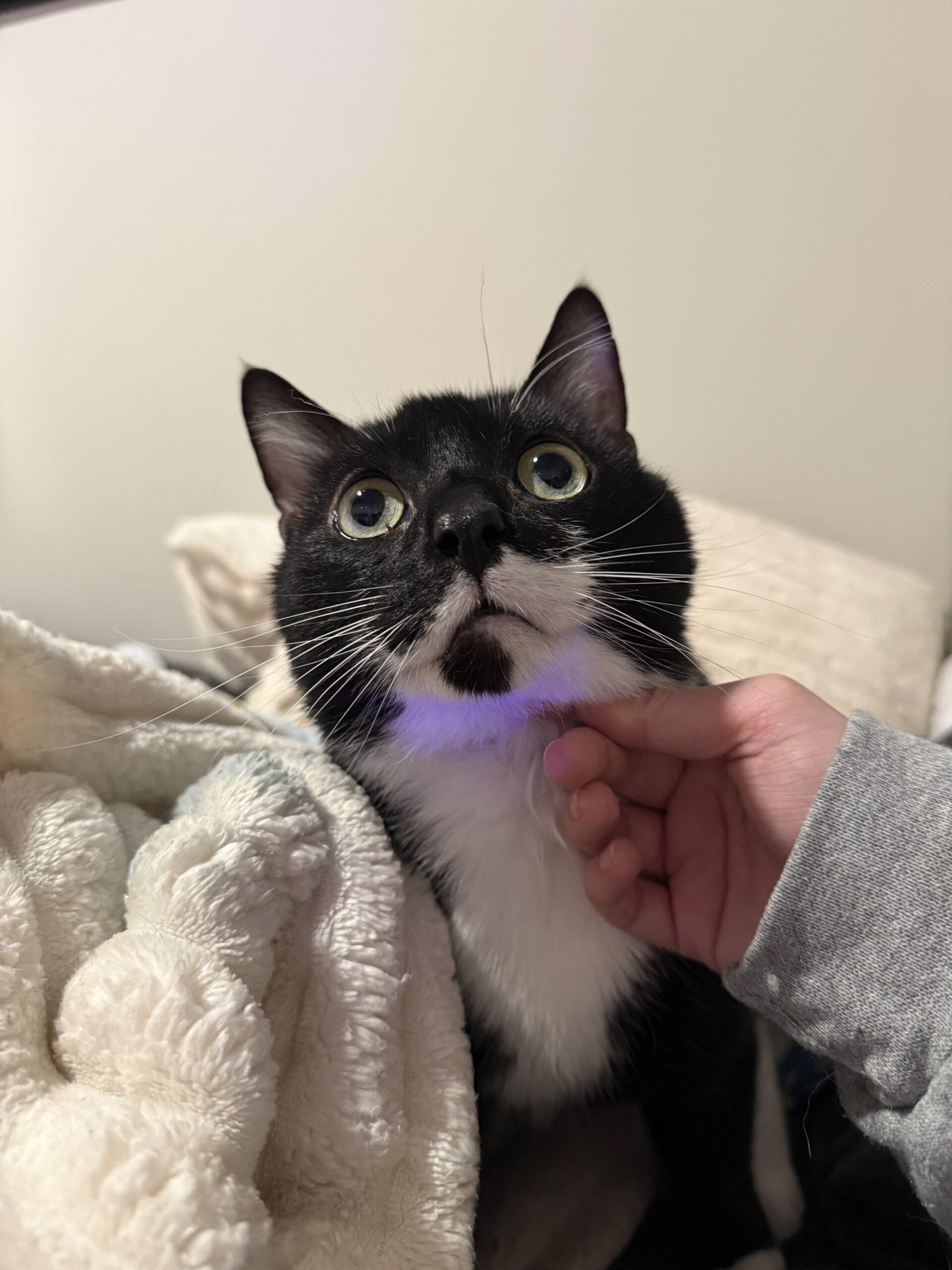 Mage — thumbnail 4