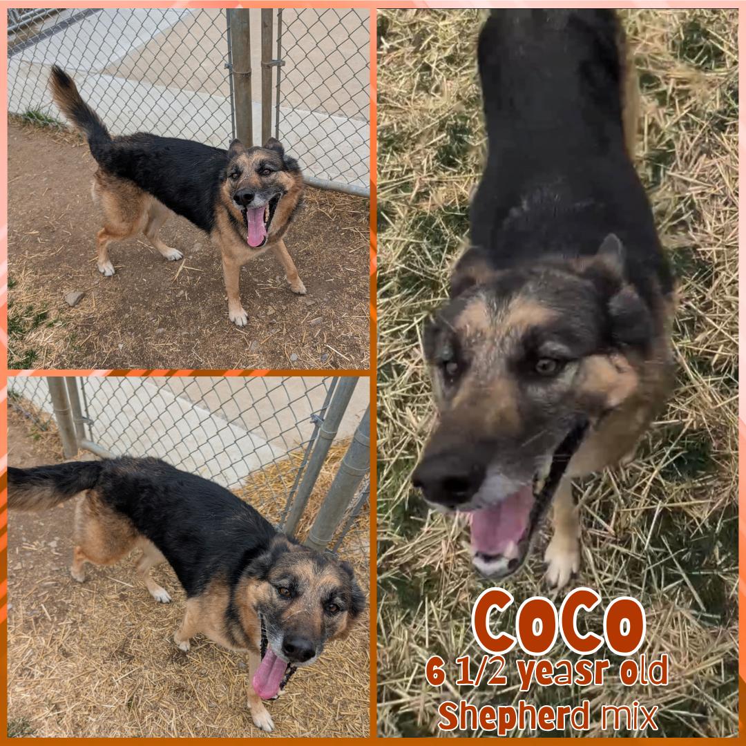 Enlarge Coco, a ADOPTABLE German Shepherd Dog in Franklin, IN image 1/1